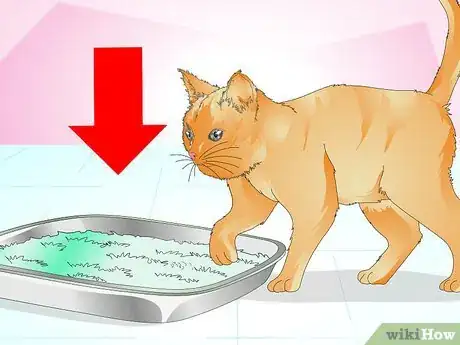 Imagen titulada Keep Cats from Urinating in House Plants Step 12