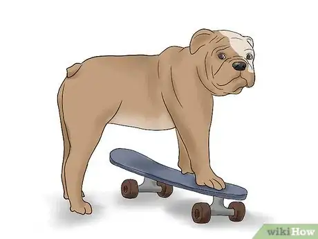 Imagen titulada Teach a Bulldog to Skateboard Step 3