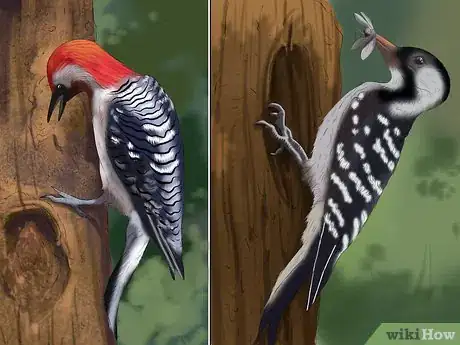 Imagen titulada Tell the Difference Between Downy and Hairy Woodpeckers Step 6