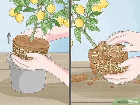 Imagen titulada Grow Lemon Trees Indoors Step 6