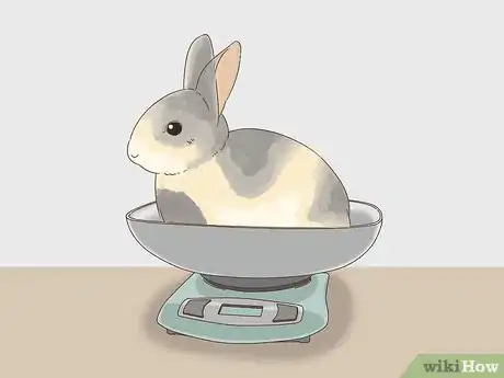 Imagen titulada Know if Your Rabbit is Pregnant Step 3