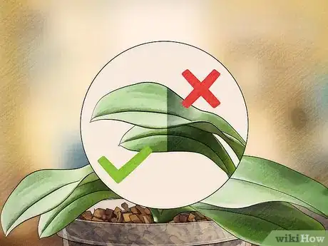 Imagen titulada Get Orchids to Bloom Step 9