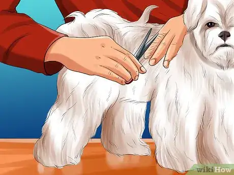 Imagen titulada Groom Maltese Dogs Step 11