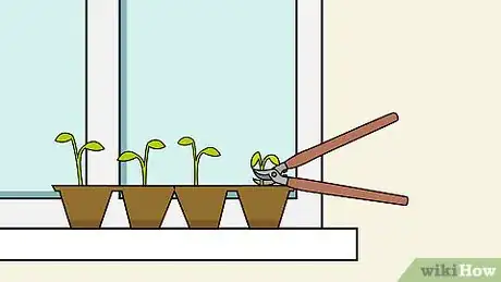 Imagen titulada Grow Chili Peppers Indoors Step 8