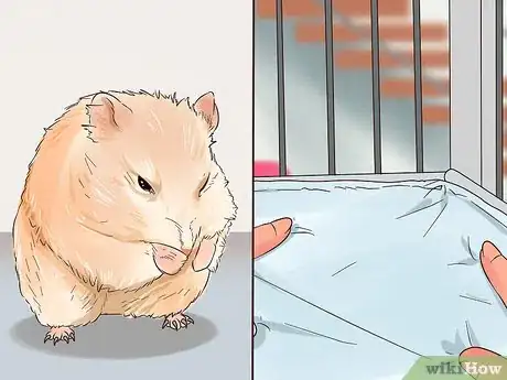 Imagen titulada Treat a Hamster Losing Its Hair Step 5