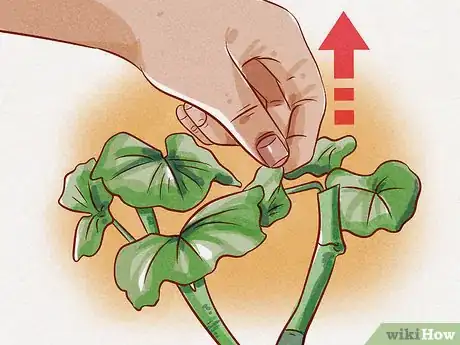 Imagen titulada Prune Geraniums Step 10