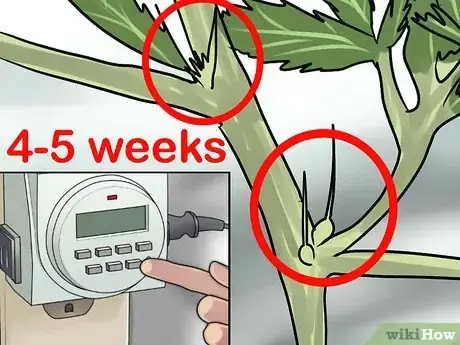 Imagen titulada Grow Medical Marijuana Step 29