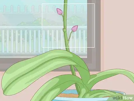 Imagen titulada Get Orchids to Rebloom Step 12