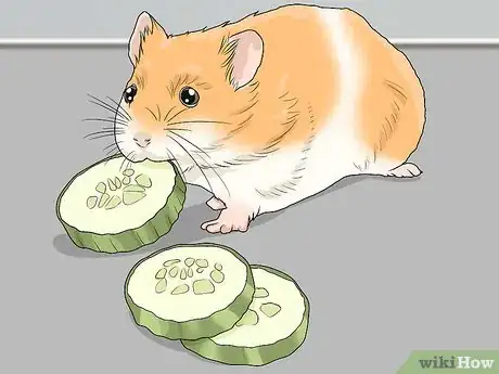 Imagen titulada Prevent and Treat Heat Stress in Hamsters Step 7