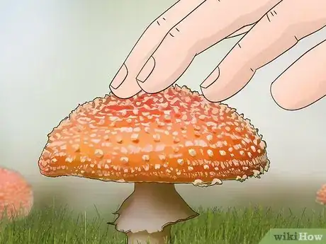 Imagen titulada Identify Poisonous Mushrooms Step 3