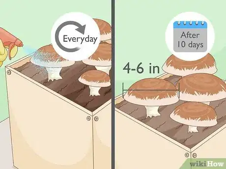 Imagen titulada Grow Portobello Mushrooms Step 11