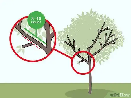 Imagen titulada Prune Apricot Trees Step 10