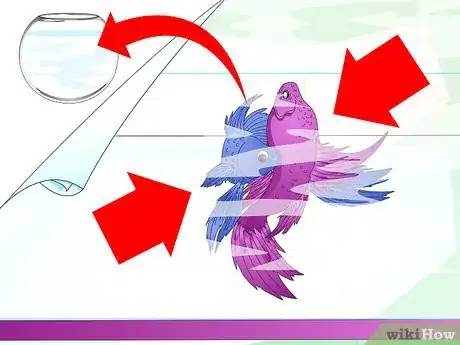 Imagen titulada Make a Female Betta Community Step 2