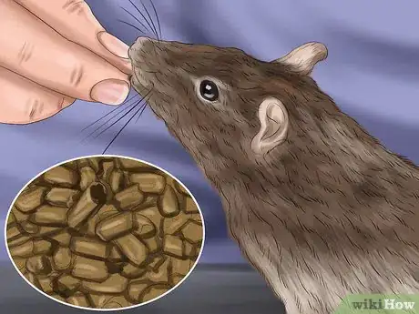 Imagen titulada Bond With Your Pet Rat Step 3