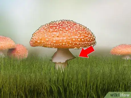 Imagen titulada Identify Poisonous Mushrooms Step 6