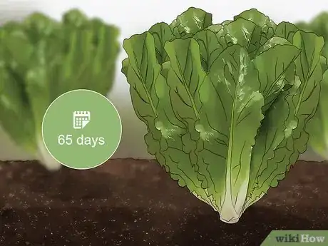 Imagen titulada Harvest Romaine Lettuce Step 1