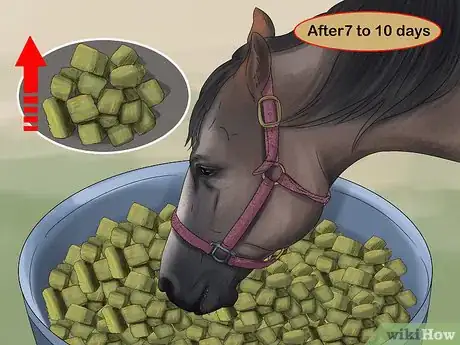 Imagen titulada Feed Your Horse Alfalfa Cubes Step 3