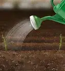cultivar romero desde que es una semilla