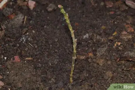 Imagen titulada Grow Flowering Plants Through Stems Step 11