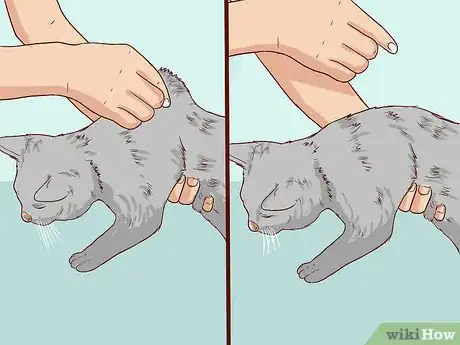 Imagen titulada Check Cats for Dehydration Step 5