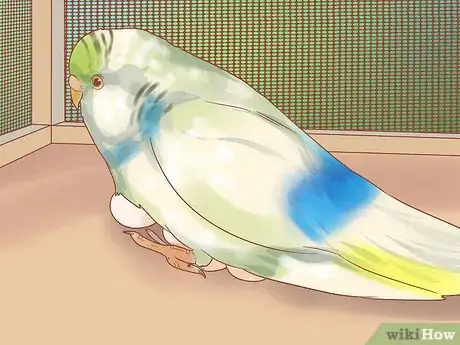 Imagen titulada Breed Budgies Step 29