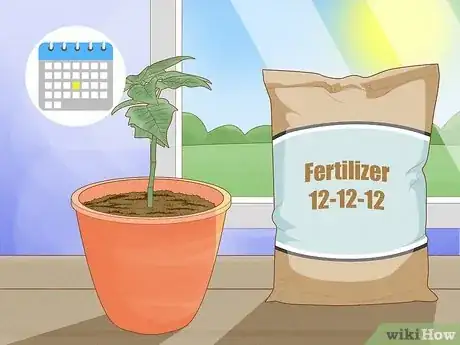 Imagen titulada Grow Poinsettia Step 14