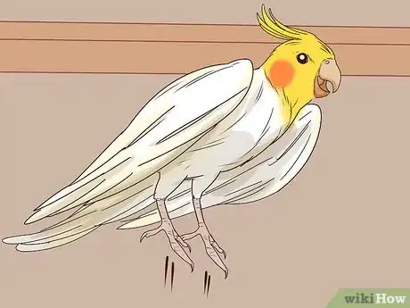 Imagen titulada Understand Cockatiel Gestures Step 11