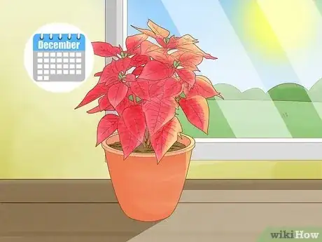 Imagen titulada Grow Poinsettia Step 17