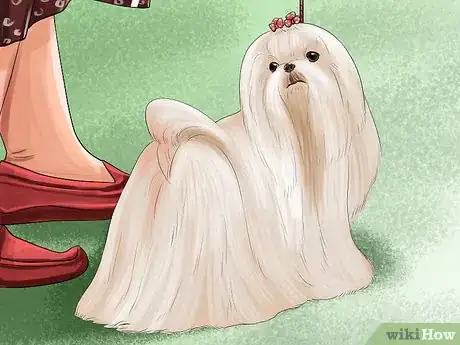 Imagen titulada Identify a Show Worthy Maltese Step 10