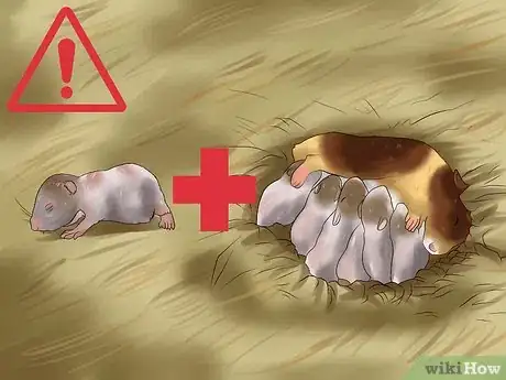 Imagen titulada Care for Newborn Hamsters Step 12