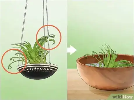 Imagen titulada Care for Air Plants Step 4