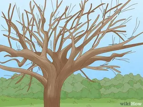 Imagen titulada Prune Old Apple Trees Step 10