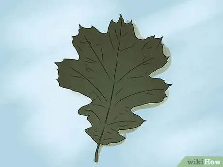 Imagen titulada Identify Oak Leaves Step 16