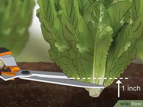 Imagen titulada Harvest Romaine Lettuce Step 2