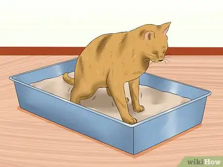 Imagen titulada Ensure That Your Cat Finishes Its Food Step 10