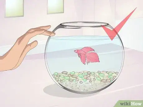 Imagen titulada Teach Your Betta to Jump Step 1