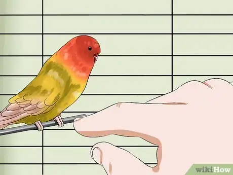 Imagen titulada Tame Your Budgies Step 9