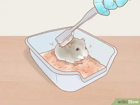 Imagen titulada Care for Dwarf Hamsters Step 12