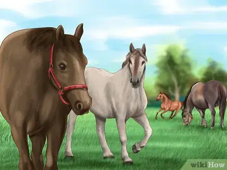 Imagen titulada Teach Your Horse to Lie Down Step 11