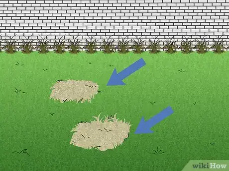 Imagen titulada Repair Spots from Pet Urine in Lawn Grass Step 1