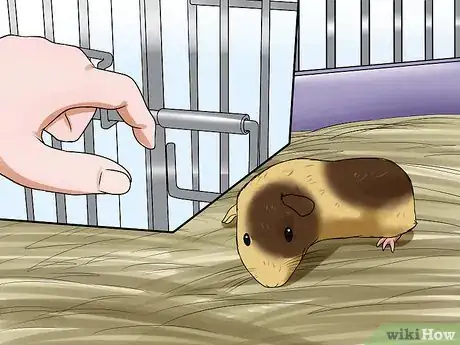 Imagen titulada Get Your Guinea Pig to Stop Biting You Step 5