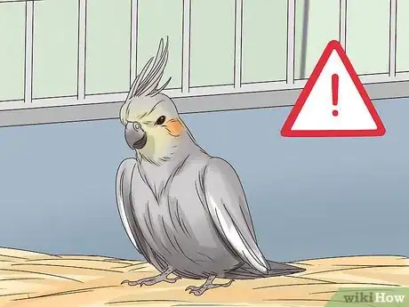 Imagen titulada Understand Cockatiel Gestures Step 17