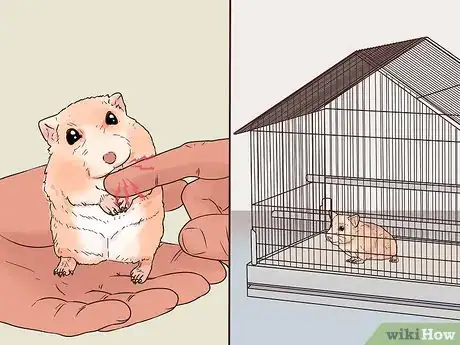 Imagen titulada Avoid Scaring Your Hamster Step 9