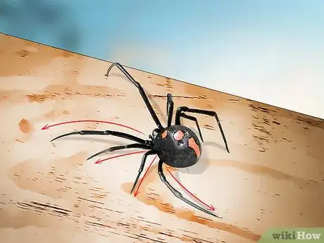 Imagen titulada Identify a Black Widow Spider Step 5