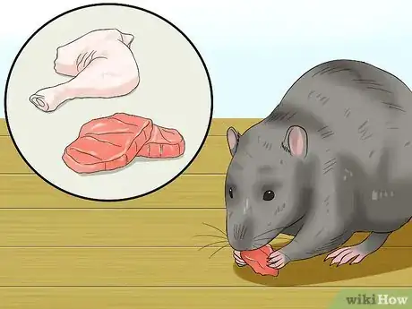 Imagen titulada Feed a Pet Rat Step 6