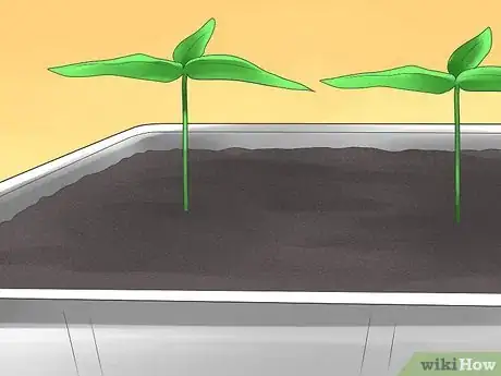 Imagen titulada Grow Bell Peppers Step 7