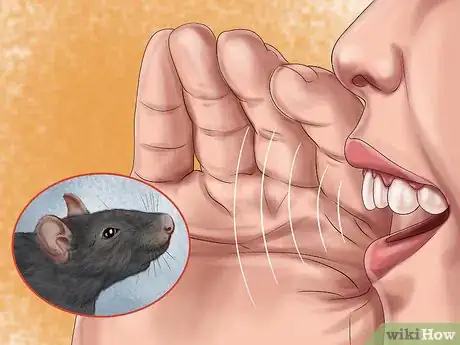 Imagen titulada Bond With Your Pet Rat Step 8