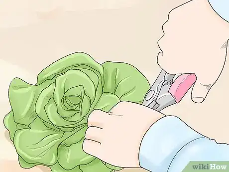 Imagen titulada Harvest Buttercrunch Lettuce Step 7