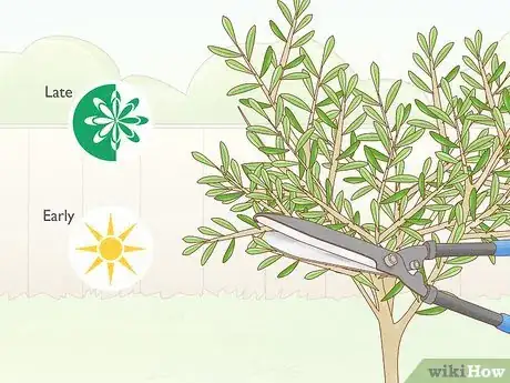 Imagen titulada Prune an Olive Tree Step 7