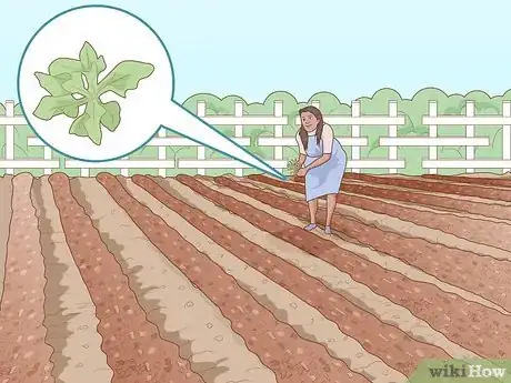 Imagen titulada Grow Your Own Food Step 12